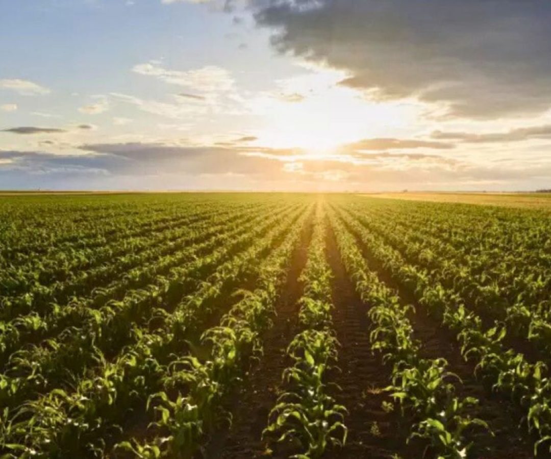 Argentina começa o plantio da soja, safra chave para as reservas do Banco Central