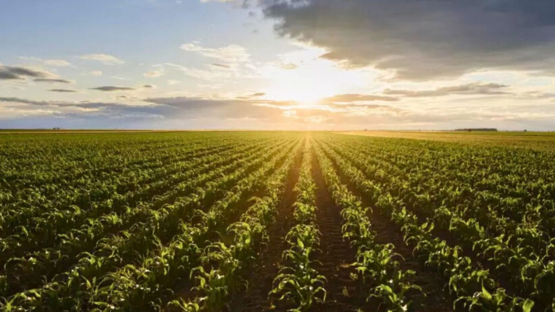 Argentina começa o plantio da soja, safra chave para as reservas do Banco Central