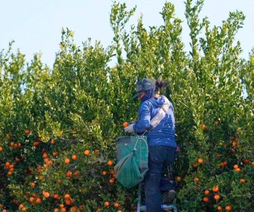 Fazendas Que Dependem de Imigrantes nos EUA Começam a Paralisar Suas Colheitas