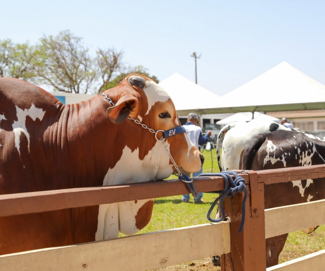 Manutenção no Siagro-DF deixa sistema indisponível de sábado a 2 de março