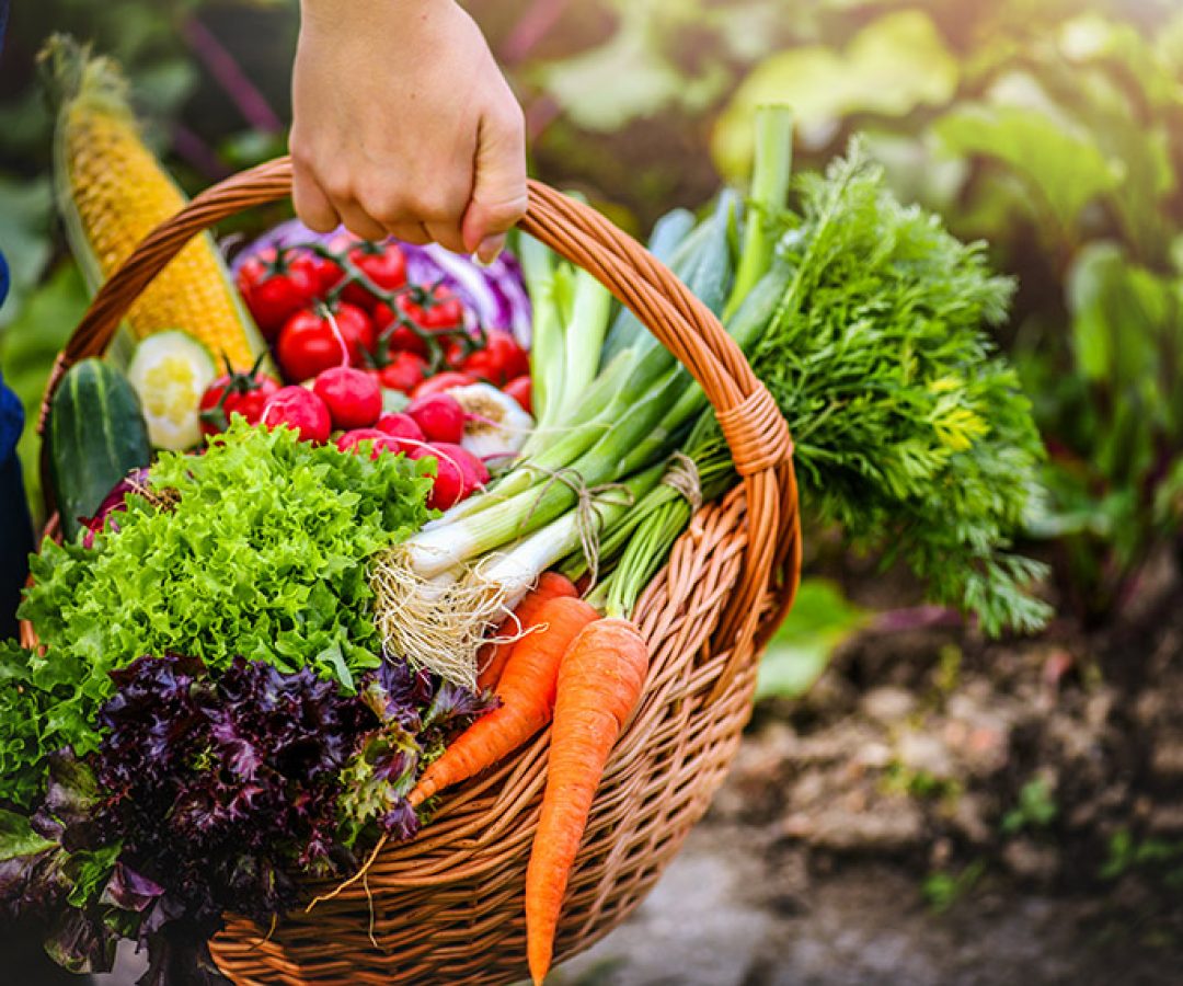 CRA vota projeto para facilitar doação de alimentos e combater desperdício — Senado Notícias