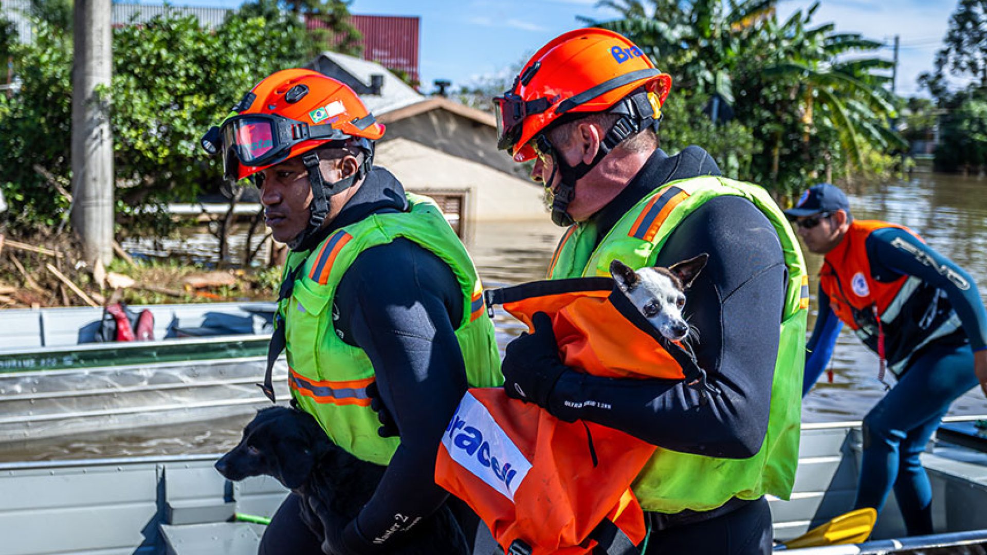 Política de proteção a animais resgatados em desastres agora é lei — Senado Notícias
