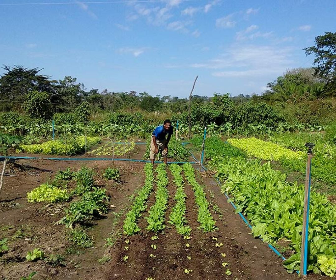 Sancionada lei que amplia acesso de agricultores familiares ao Garantia-Safra — Senado Notícias