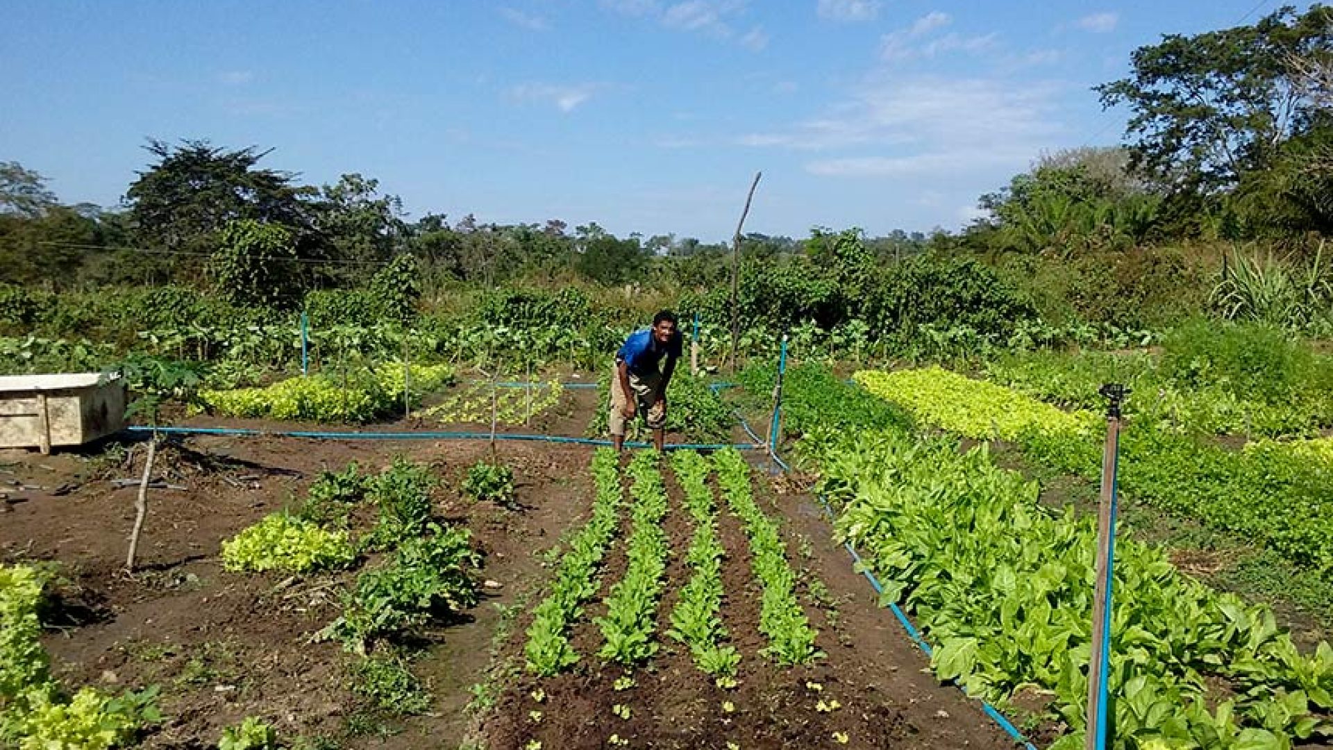 Sancionada lei que amplia acesso de agricultores familiares ao Garantia-Safra — Senado Notícias