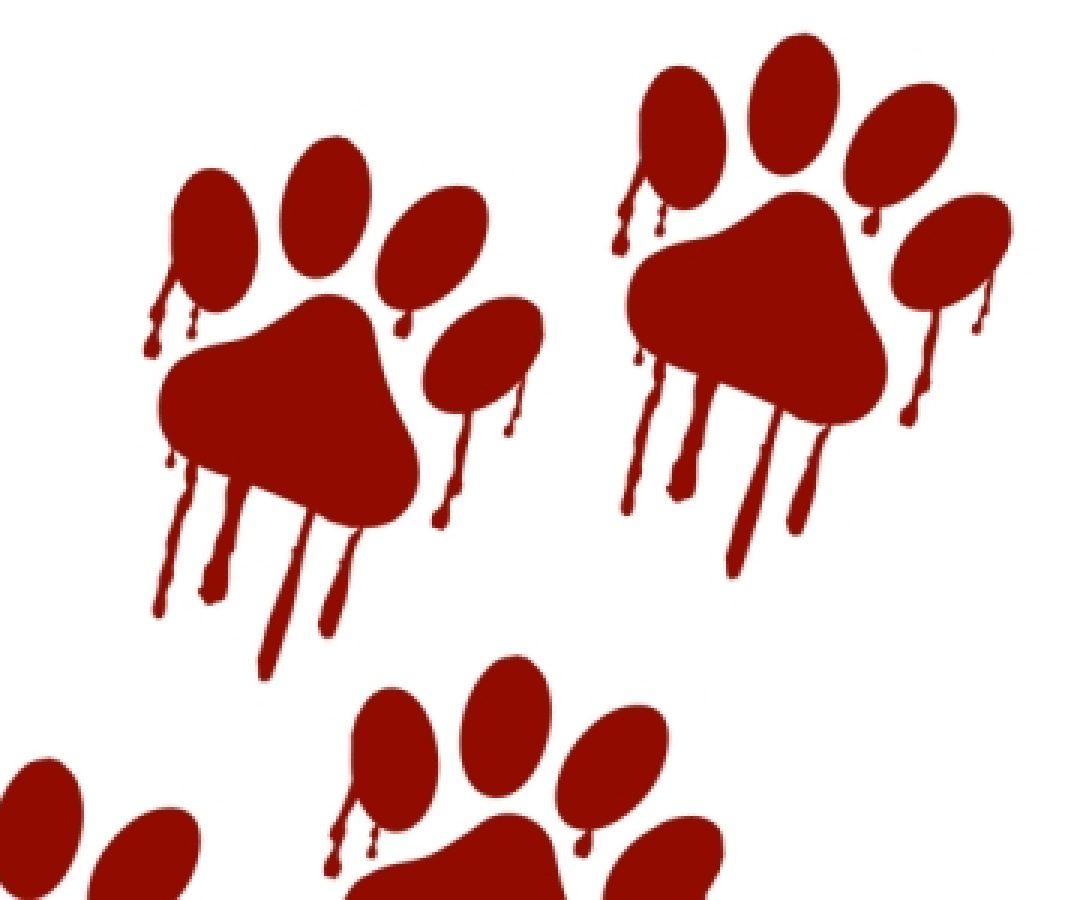 Gatos abandonados em antiga costelaria levam PCDF a deflagrar operação de resgate