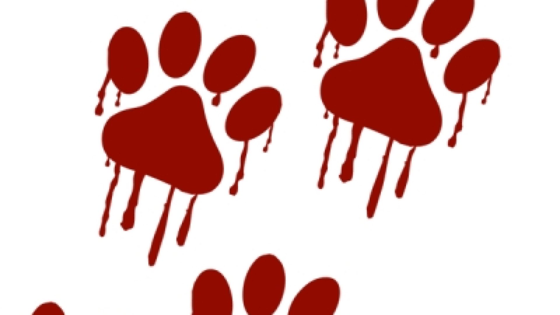 Gatos abandonados em antiga costelaria levam PCDF a deflagrar operação de resgate