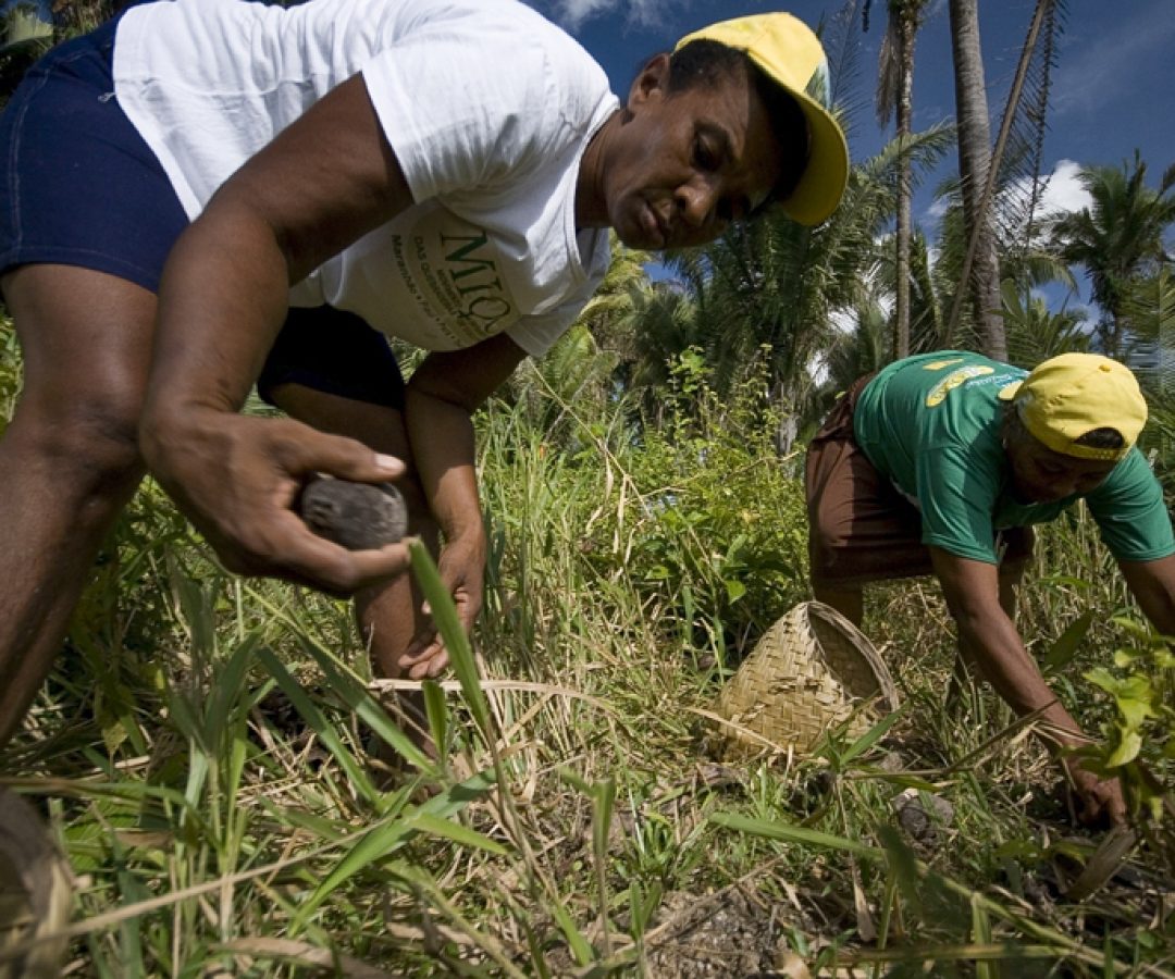 Lei reconhece ofício das quebradeiras de coco babaçu como manifestação cultural — Senado Notícias