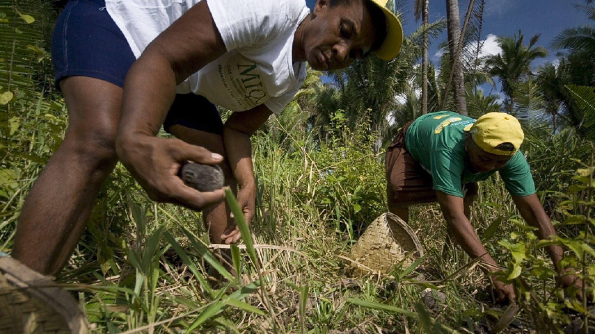 Lei reconhece ofício das quebradeiras de coco babaçu como manifestação cultural — Senado Notícias