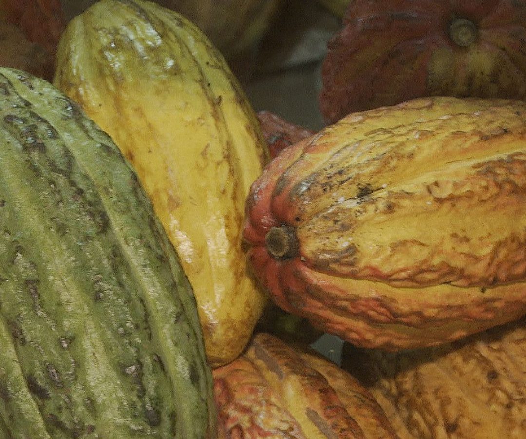 Governo suspende importação de cacau da Costa do Marfim