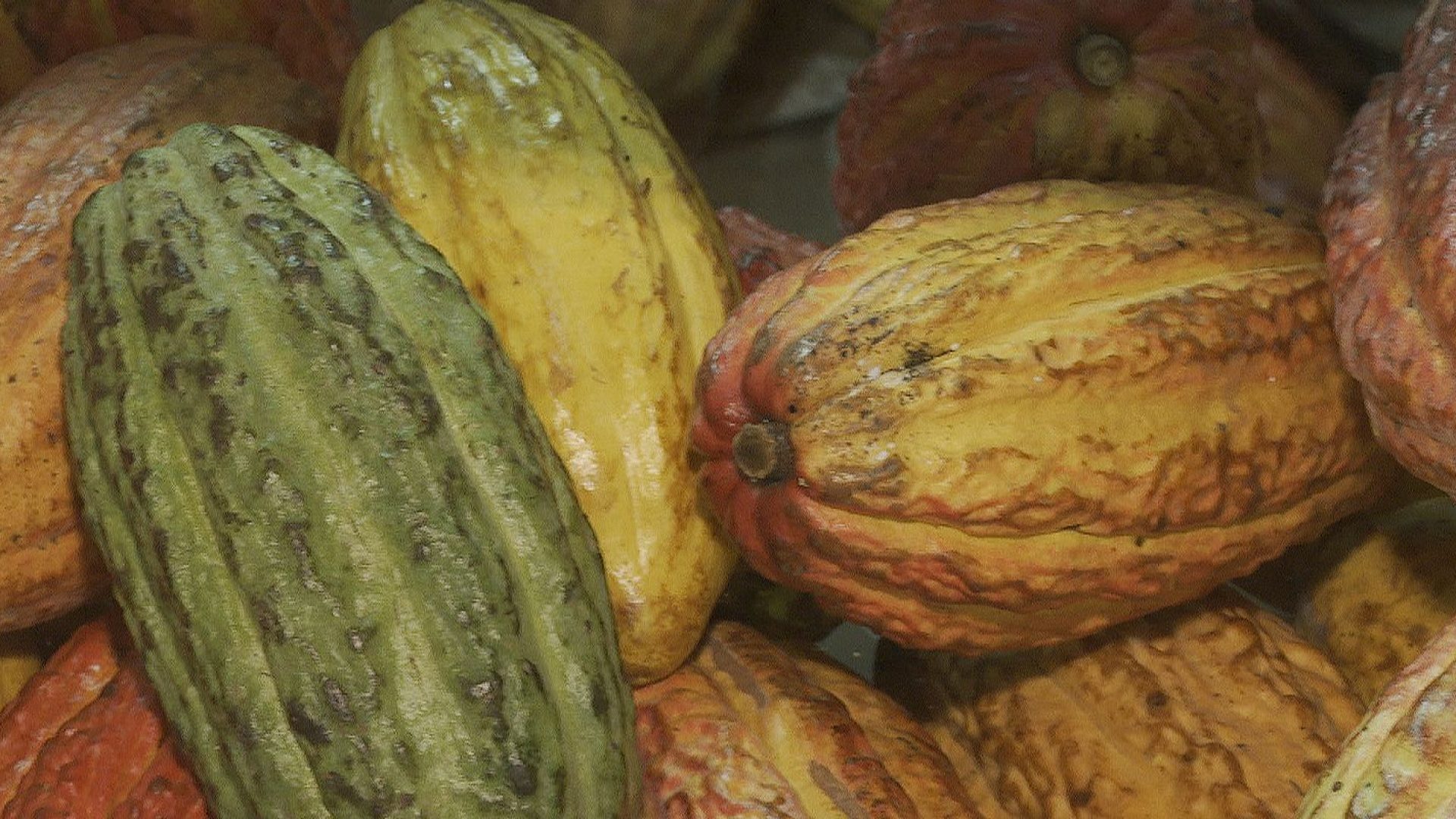 Governo suspende importação de cacau da Costa do Marfim