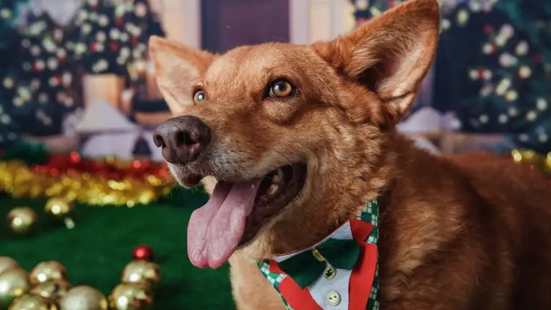 Abandono de cães e gatos gera proliferação do vírus da raiva, alerta especialista