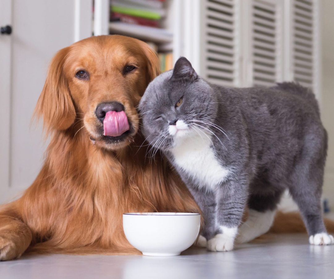 Dicas para você preparar a casa para seu pet