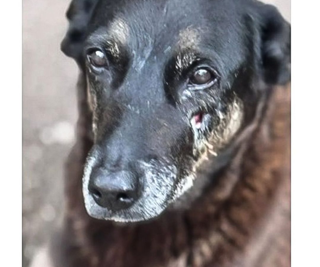 Adolescentes suspeitos de matar o cão Orelha voltam ao Brasil