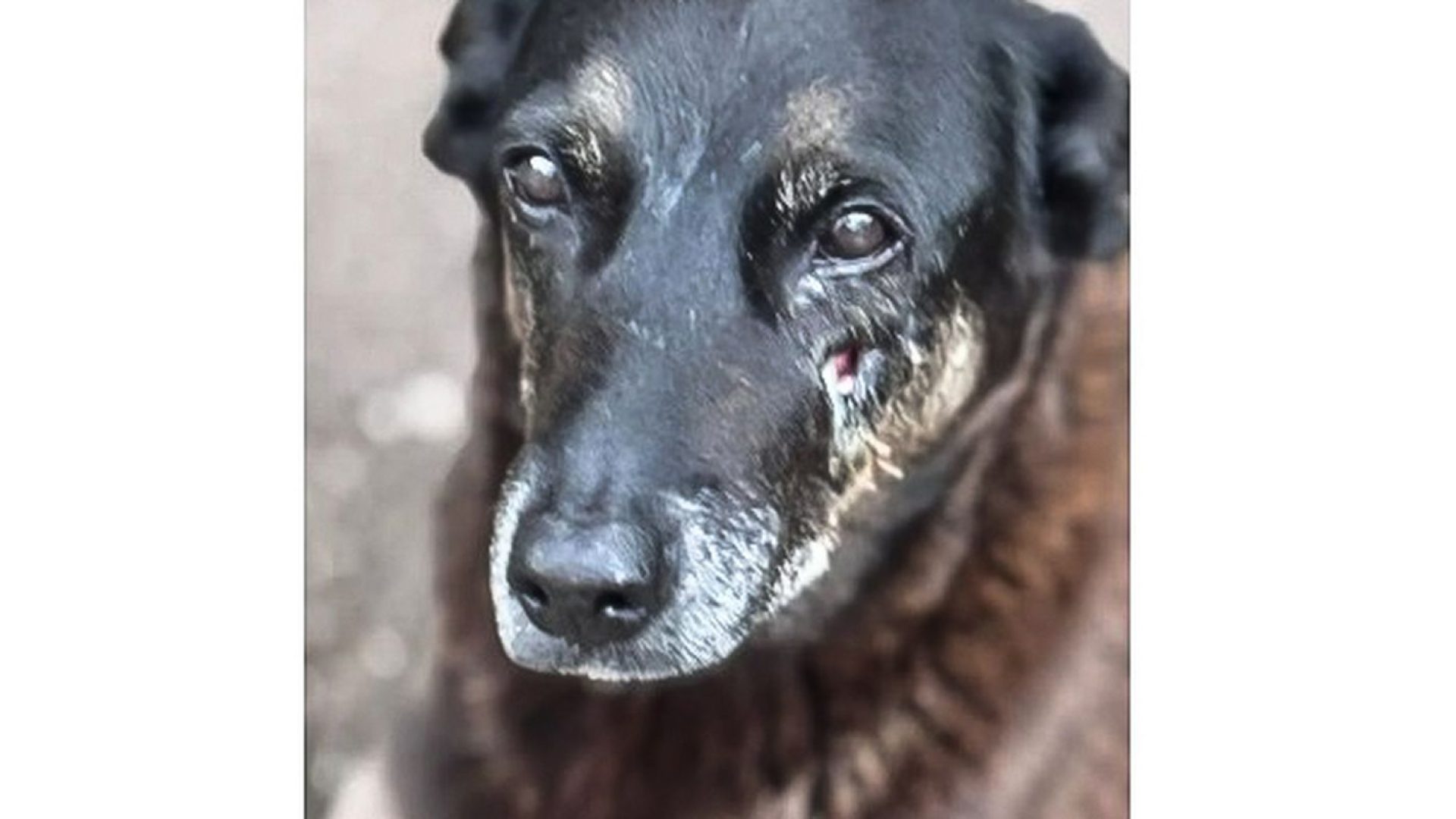 Adolescentes suspeitos de matar o cão Orelha voltam ao Brasil