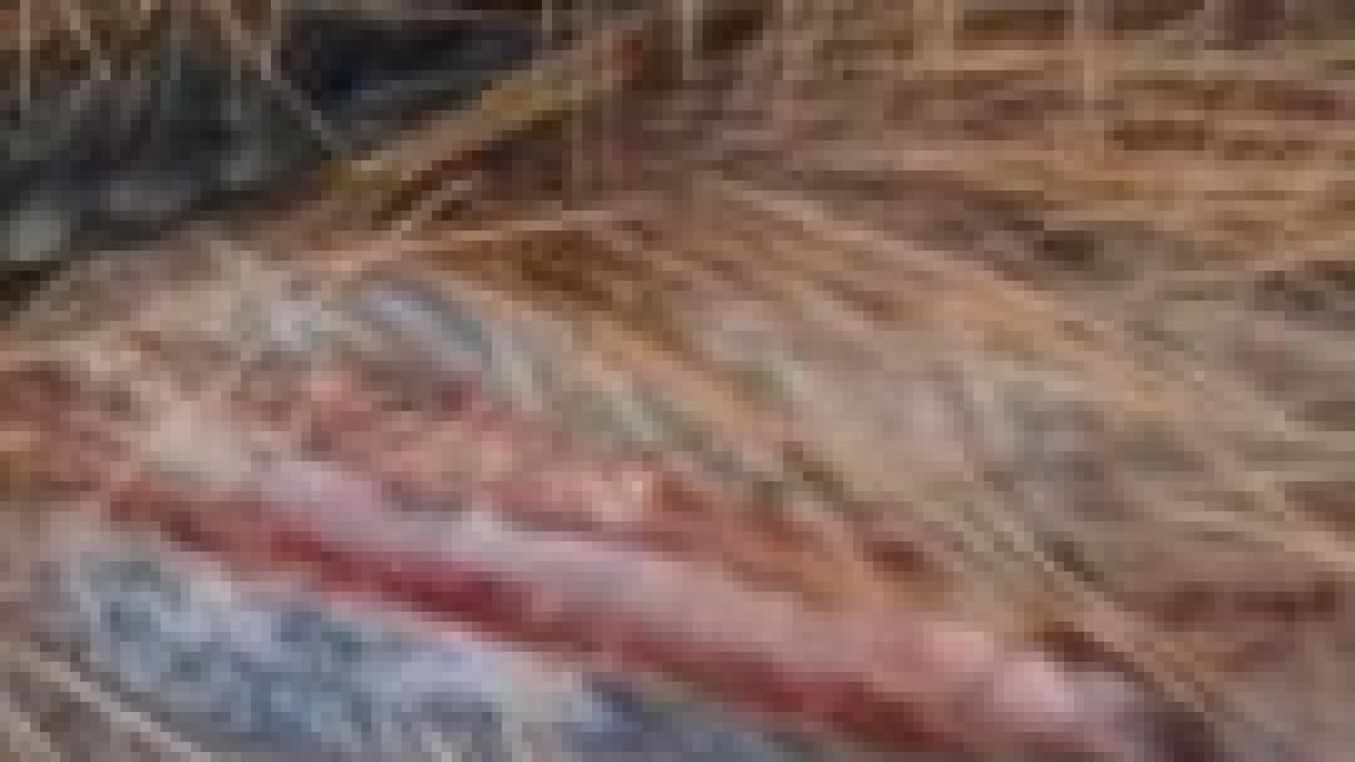capivara11-135x300.jpeg