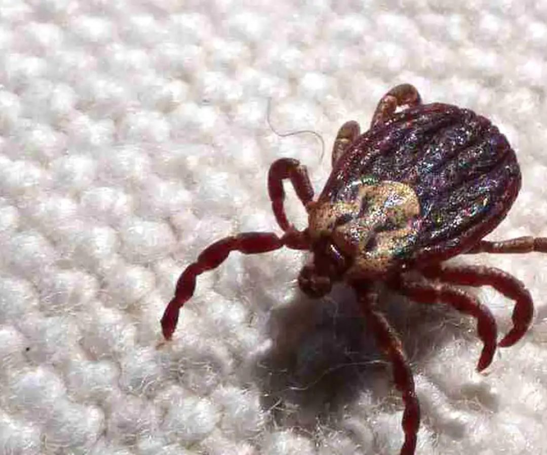 Febre maculosa causa mais duas mortes no interior de São Paulo