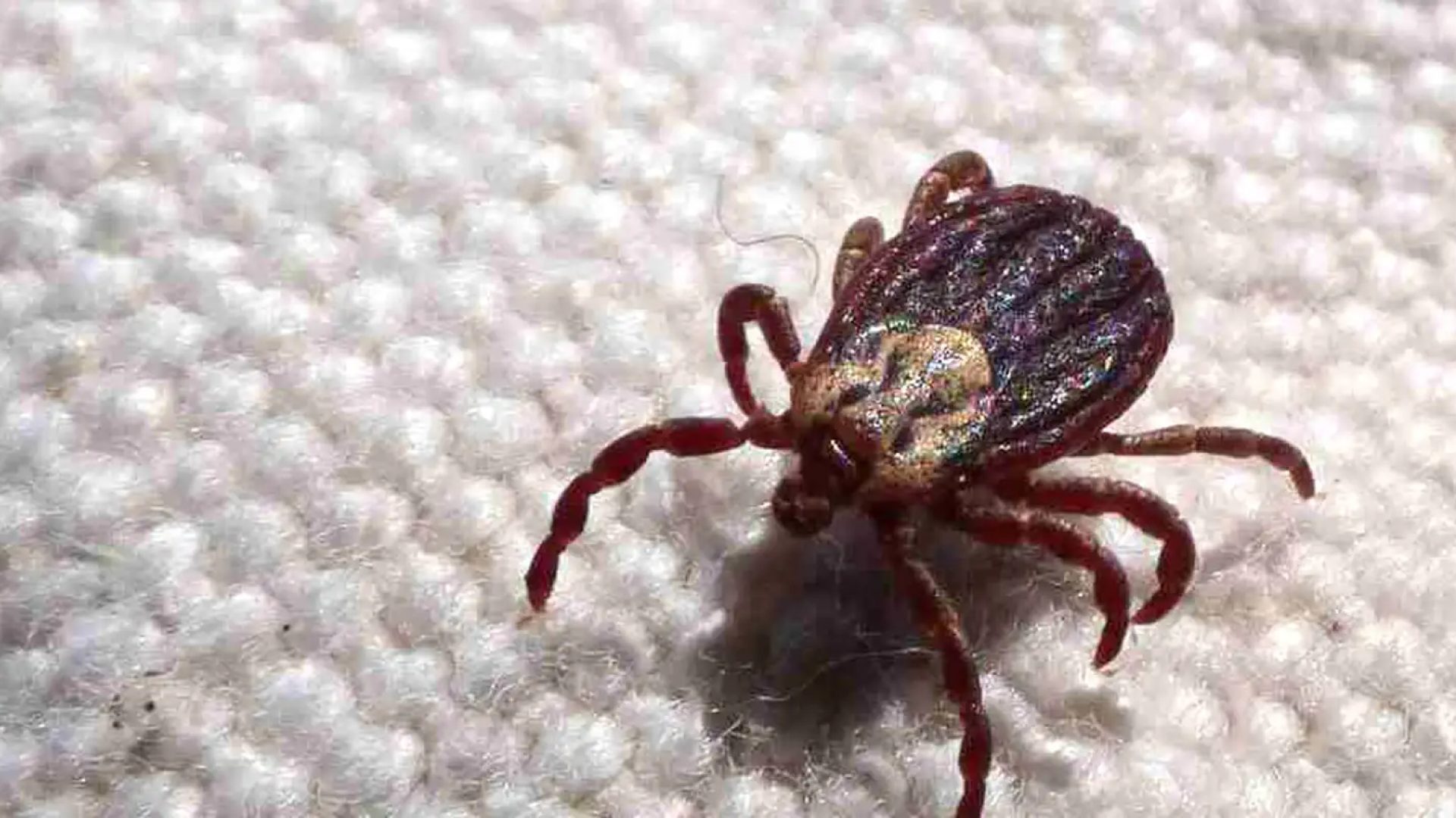 Febre maculosa causa mais duas mortes no interior de São Paulo