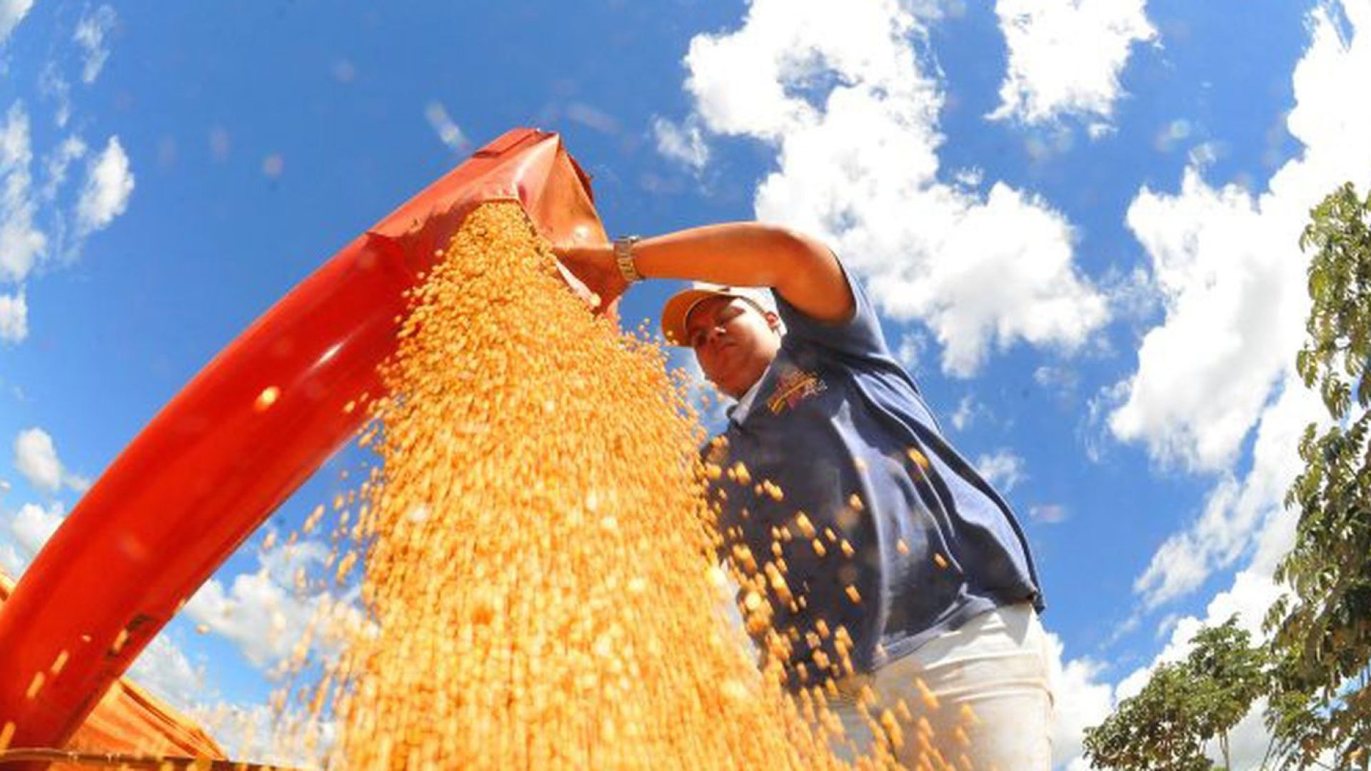 Safra deve recuar 3,7% em 2026, depois de um 2025 recorde