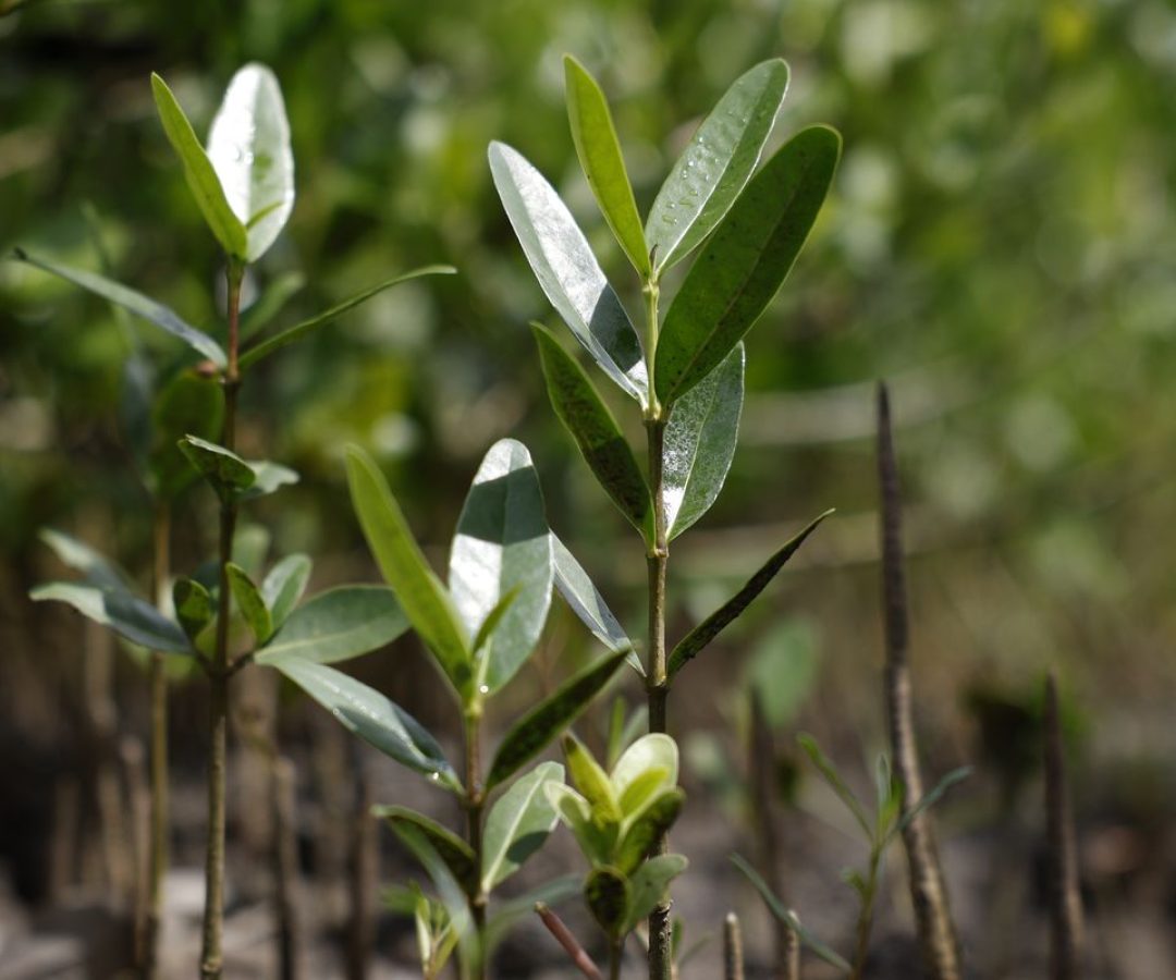 Programa Restaura Amazônia aprova 17 projetos em assentamentos