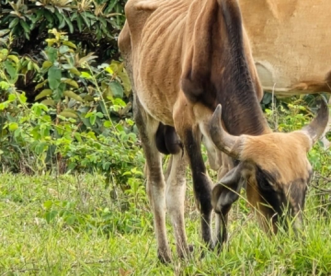 PCDF apura situação de bovinos encontrados em condição de extrema magreza, sem acesso adequado à água e sem abrigo