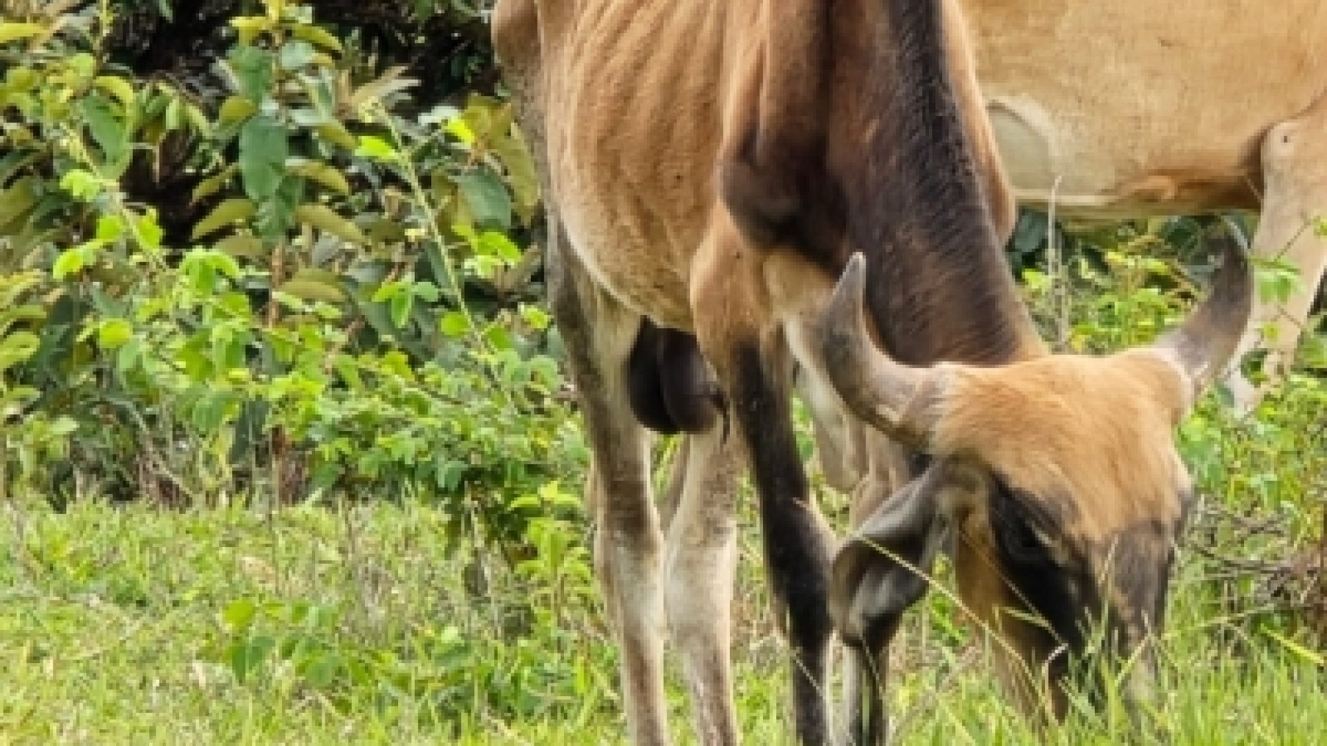 PCDF apura situação de bovinos encontrados em condição de extrema magreza, sem acesso adequado à água e sem abrigo