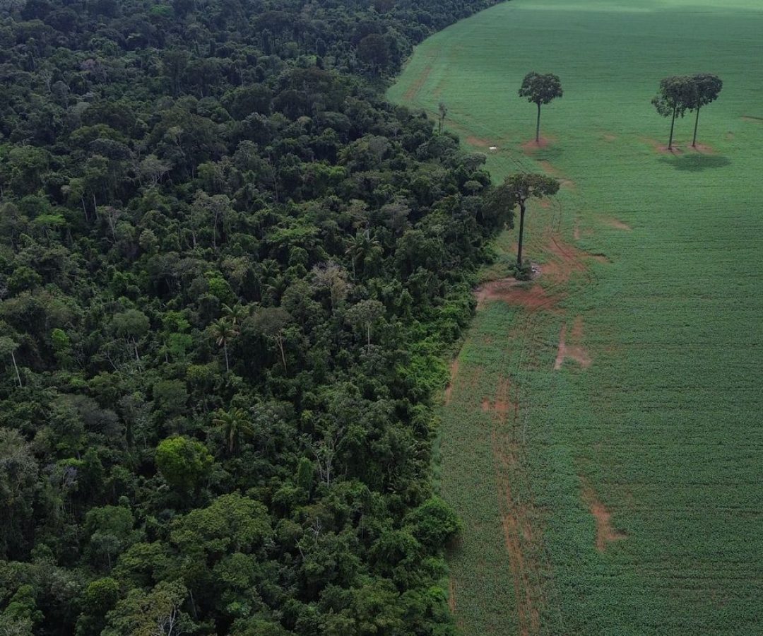 Brasil reduz em 42% perdas florestais em 2025, aponta estudo