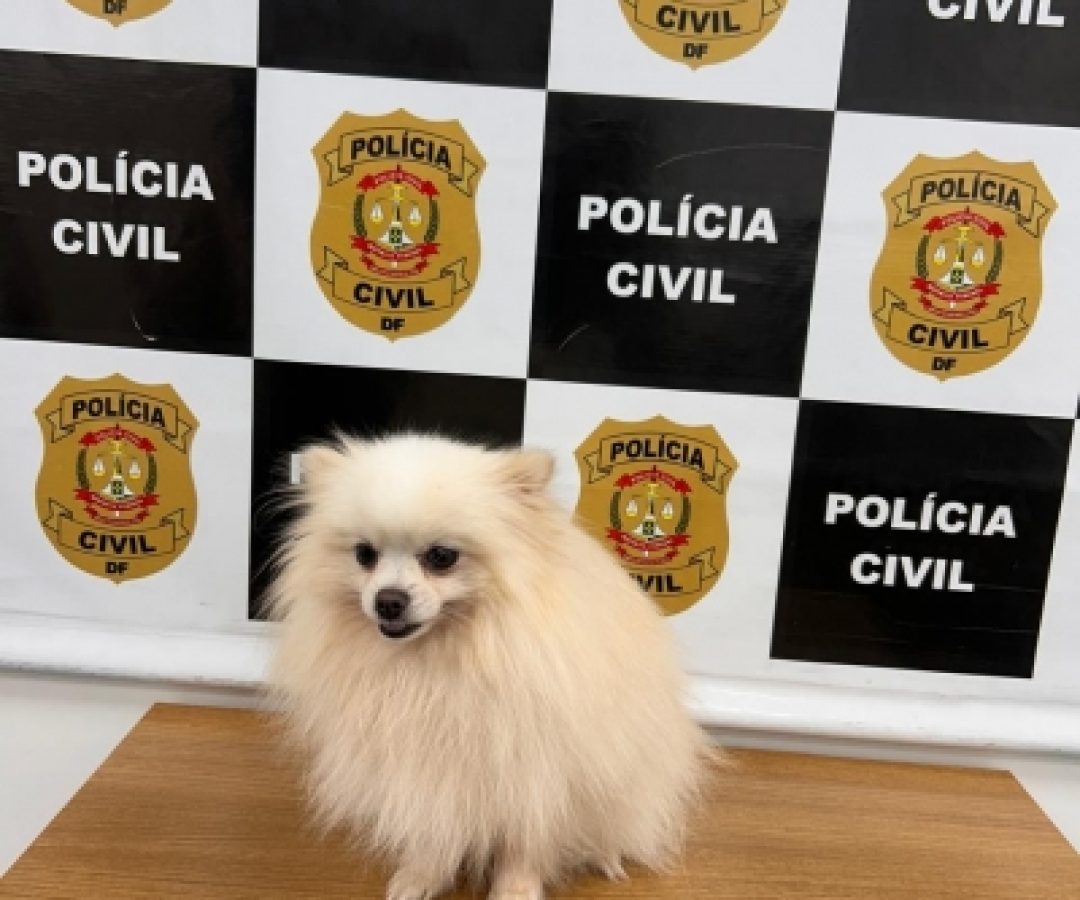 PCDF recupera cachorro furtado no Lago Norte em ação rápida da 9ª DP