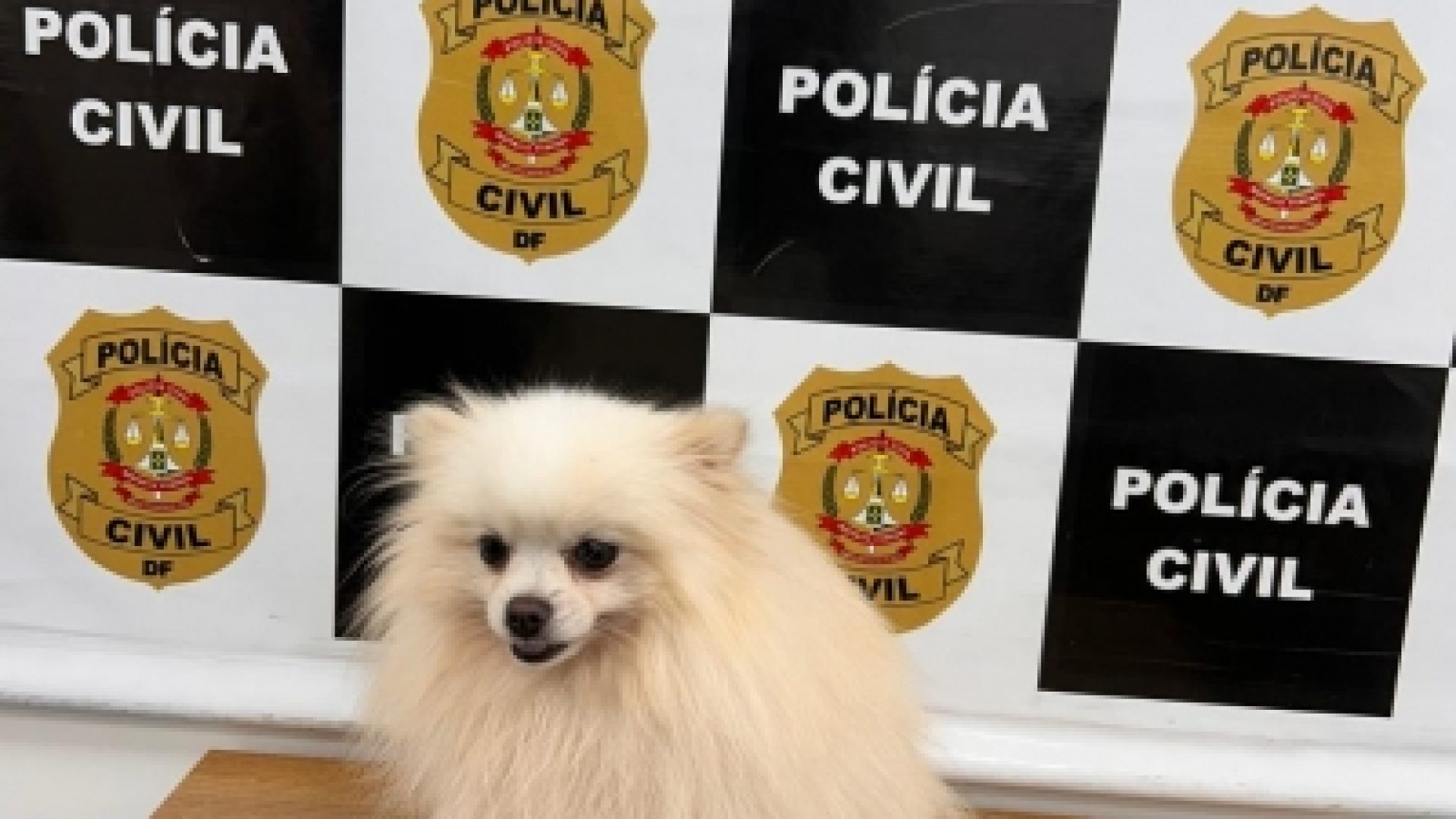 PCDF recupera cachorro furtado no Lago Norte em ação rápida da 9ª DP