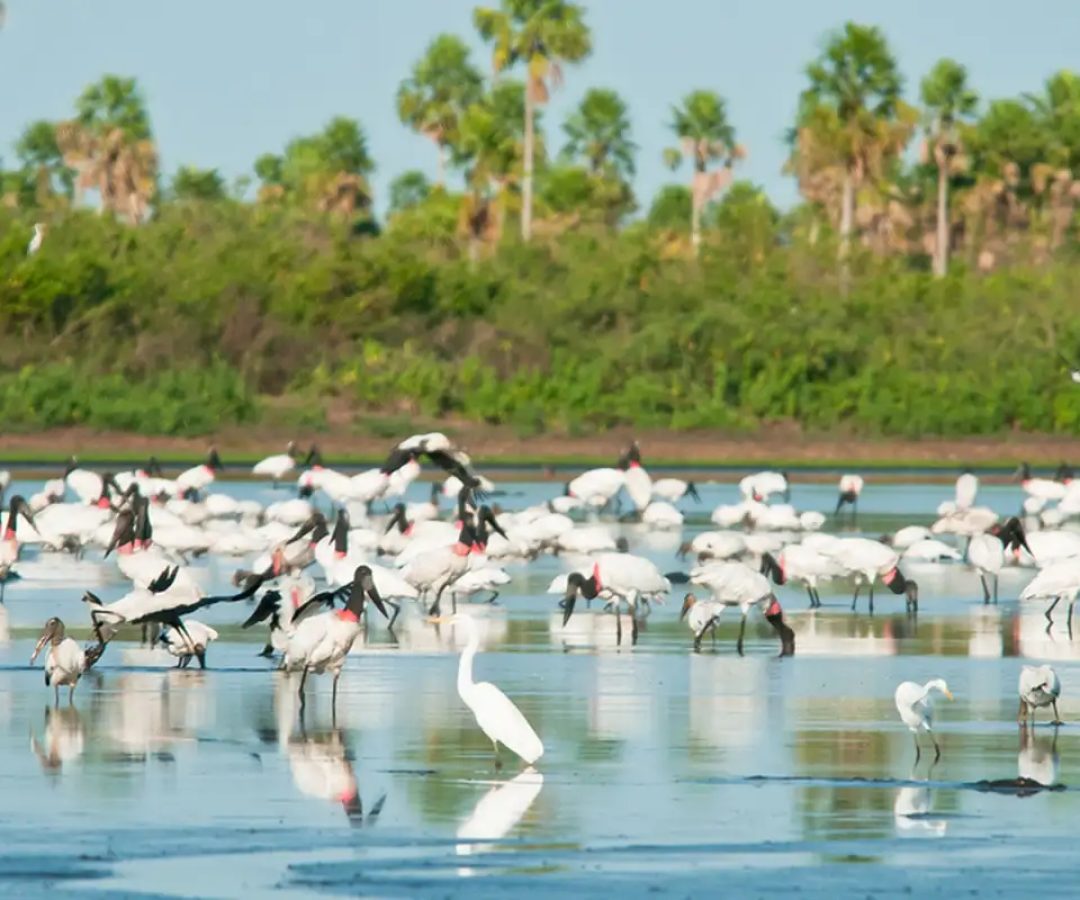 Conheça novas áreas de proteção ambiental no Cerrado e no Pantanal