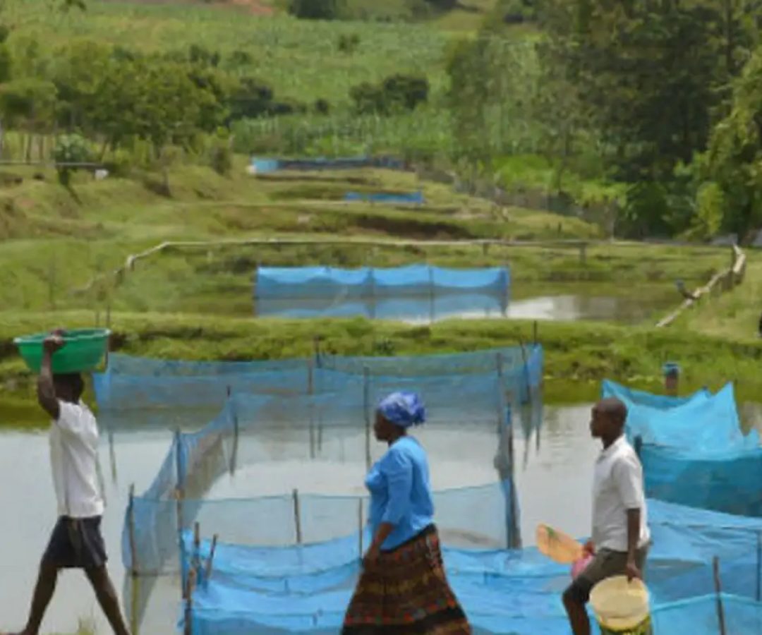 Estudo alerta para avanço de bactéria em criações de peixes