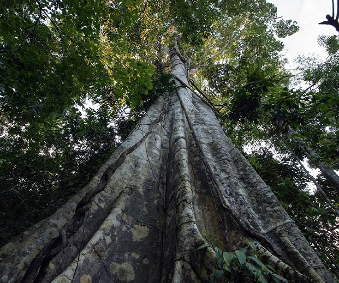 licenciamento ambiental e COP 30 marcam atividade no Senado — Senado Notícias