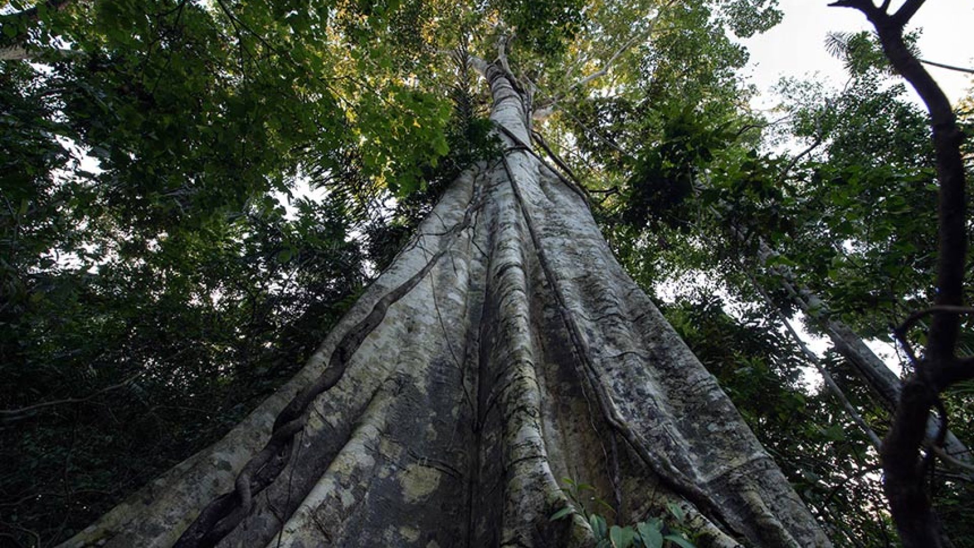 licenciamento ambiental e COP 30 marcam atividade no Senado — Senado Notícias