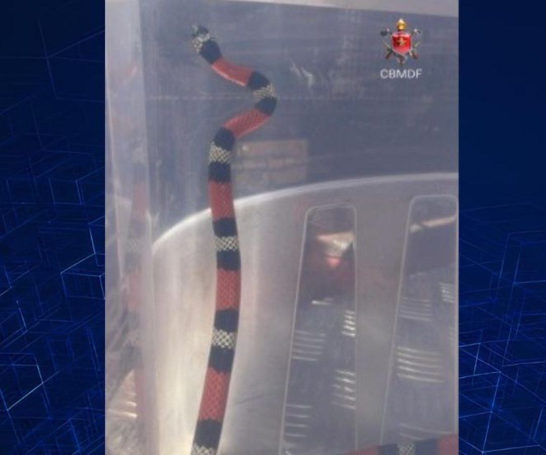 Vídeo: Cobra é resgatada perto de unidade do Exército no DF