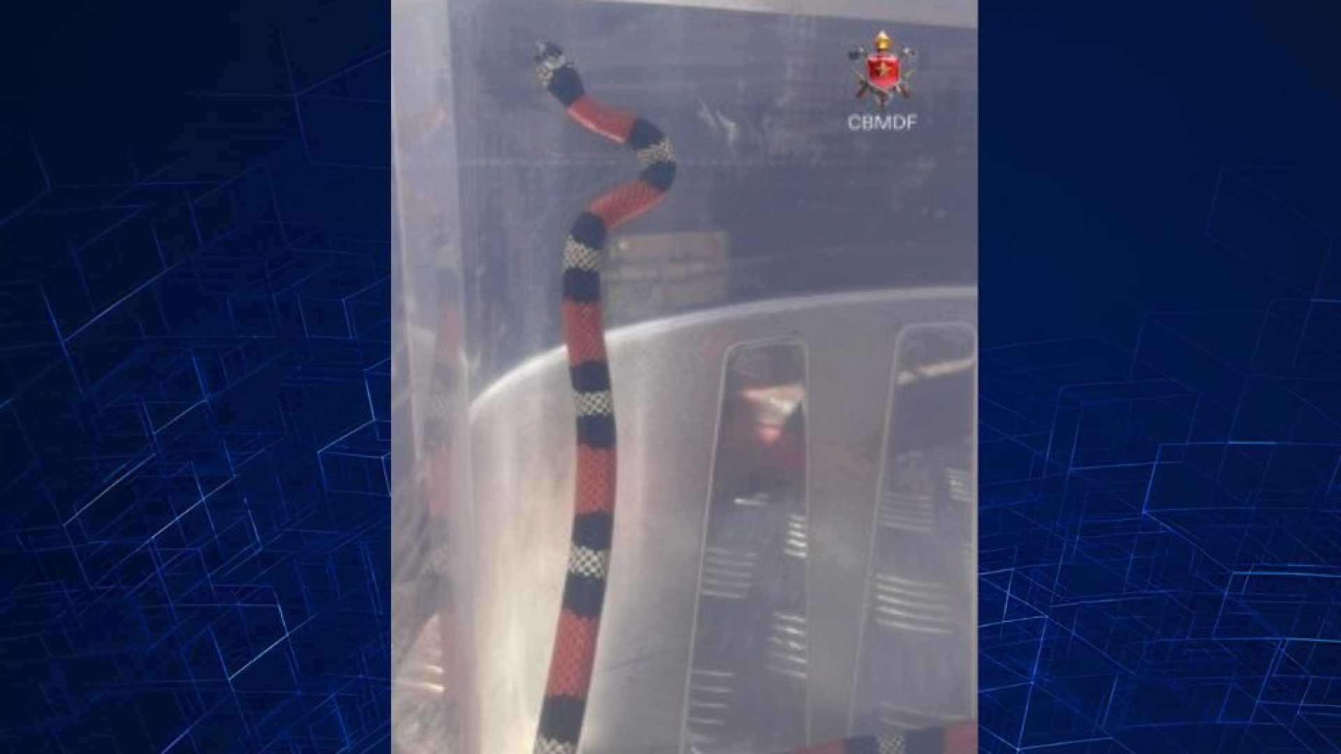 Vídeo: Cobra é resgatada perto de unidade do Exército no DF