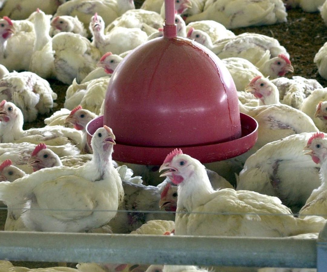 China suspende proibição de compra de carne de frango do Brasil