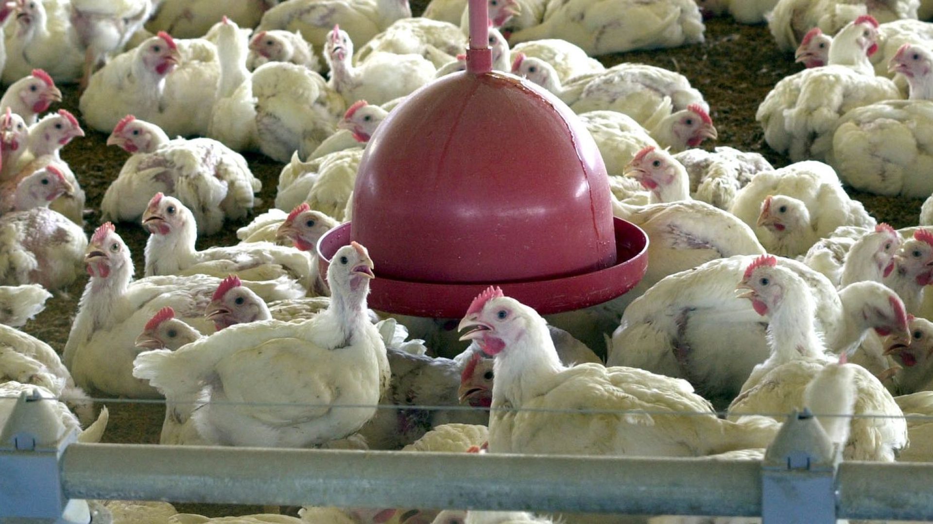 China suspende proibição de compra de carne de frango do Brasil