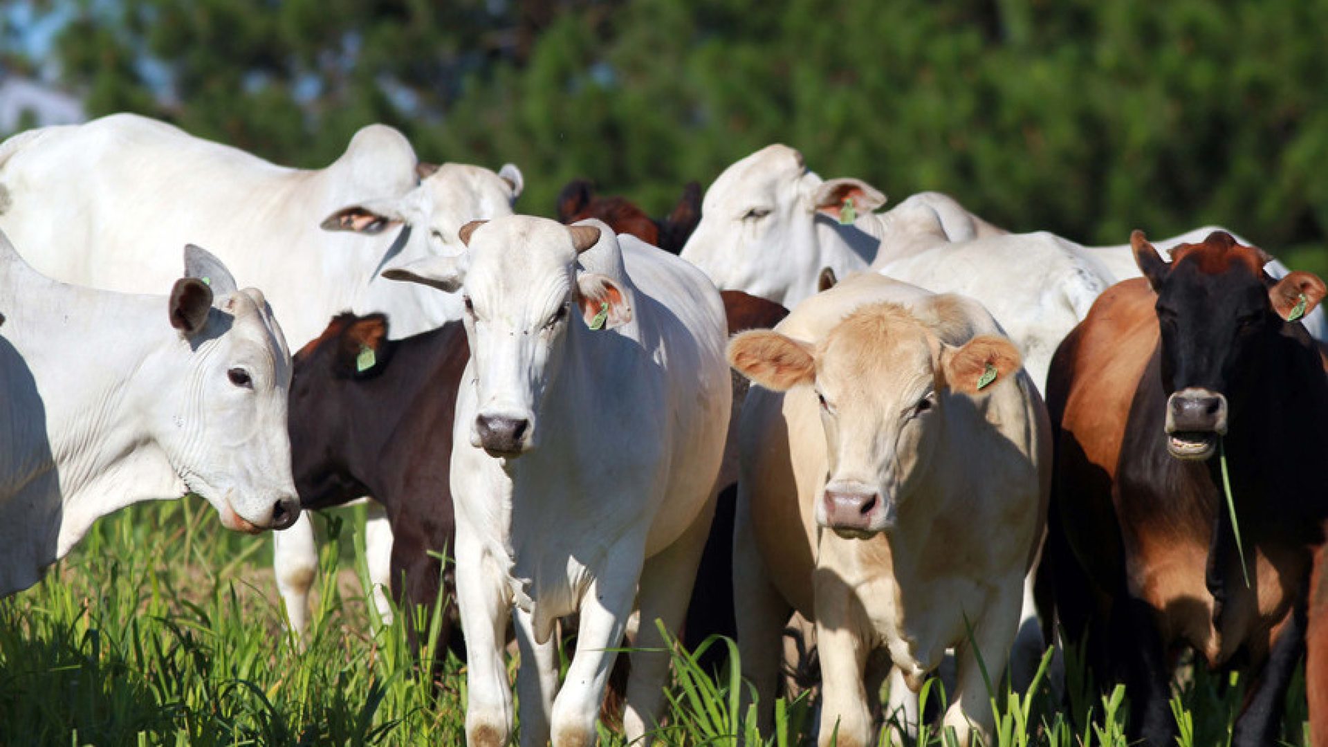 CRA pode facilitar exportação de miúdos bovinos — Senado Notícias