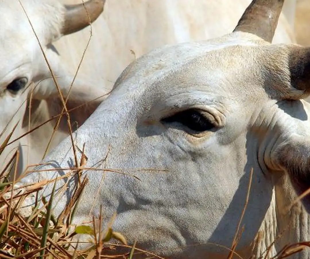 Bois exportados vivos: ONGs denunciam precariedade e riscos ambientais