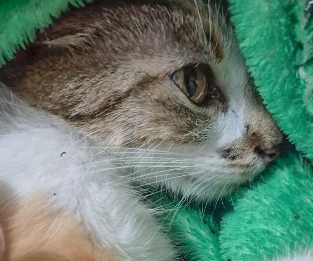 Mulher é presa após arremessar gata do 12º andar de prédio em Curitiba