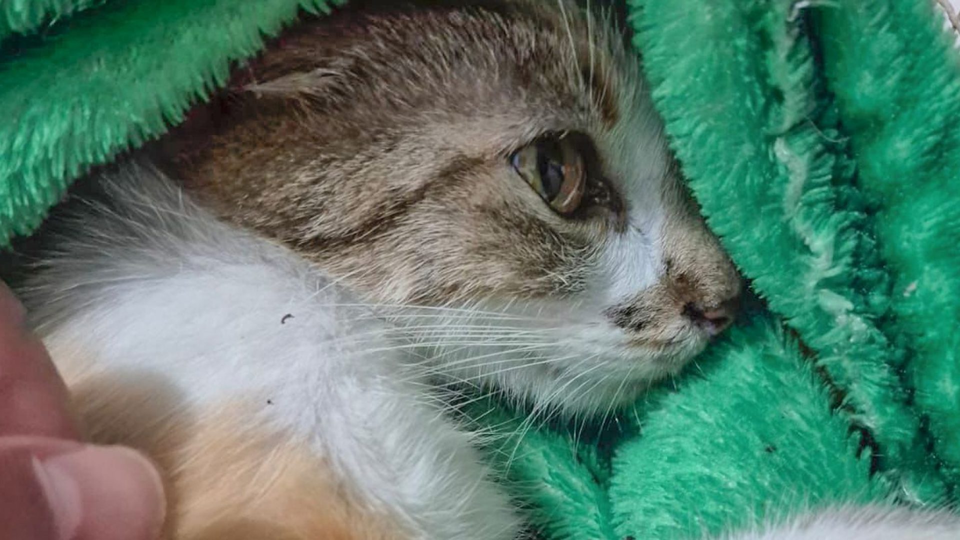 Mulher é presa após arremessar gata do 12º andar de prédio em Curitiba