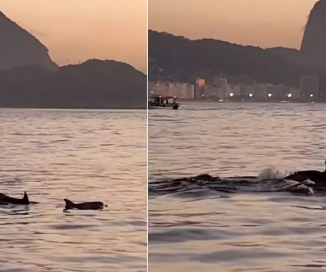 Golfinhos encantam banhistas no Rio e indicam boas condições de praia
