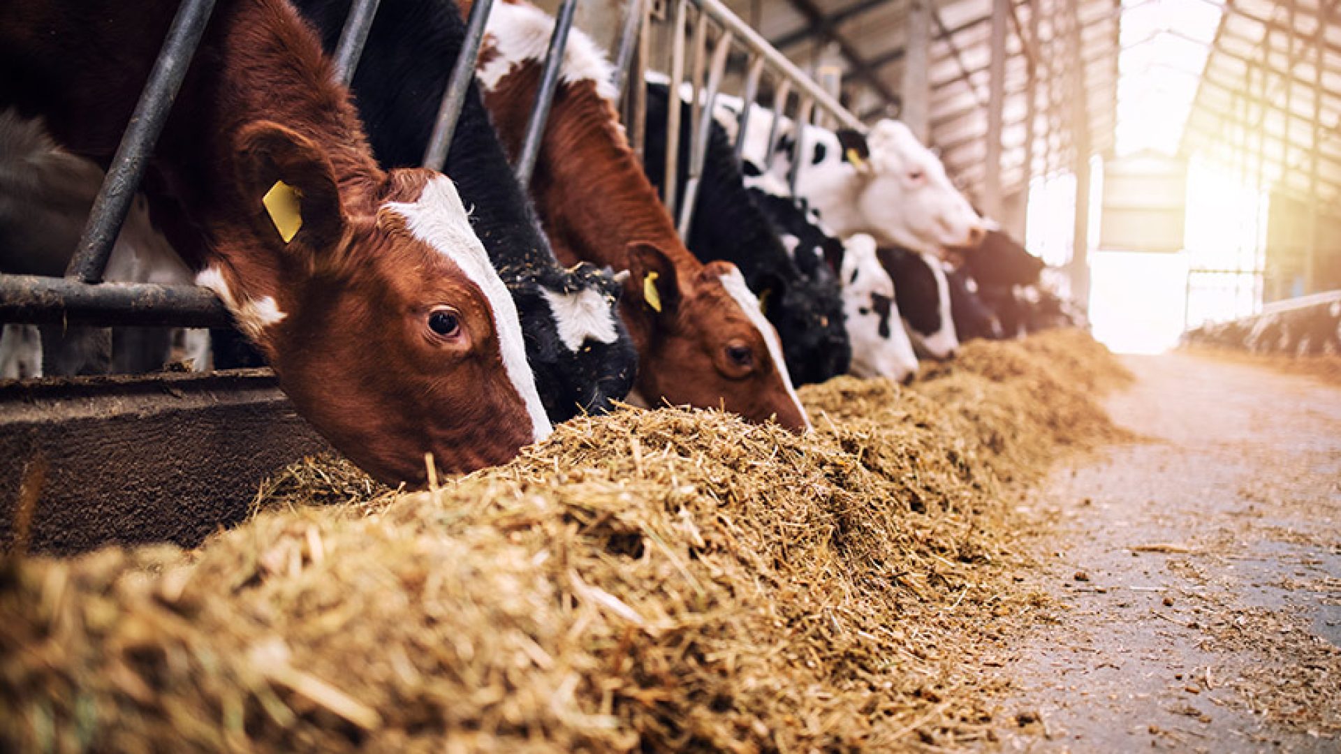 Sancionada ampliação de produtos em estoque público para alimentação animal — Senado Notícias
