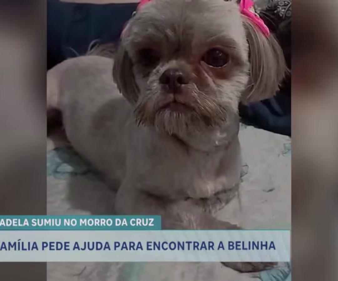 Tutora pede ajuda para encontrar cachorrinha em São Sebastião (DF) – Noticias R7