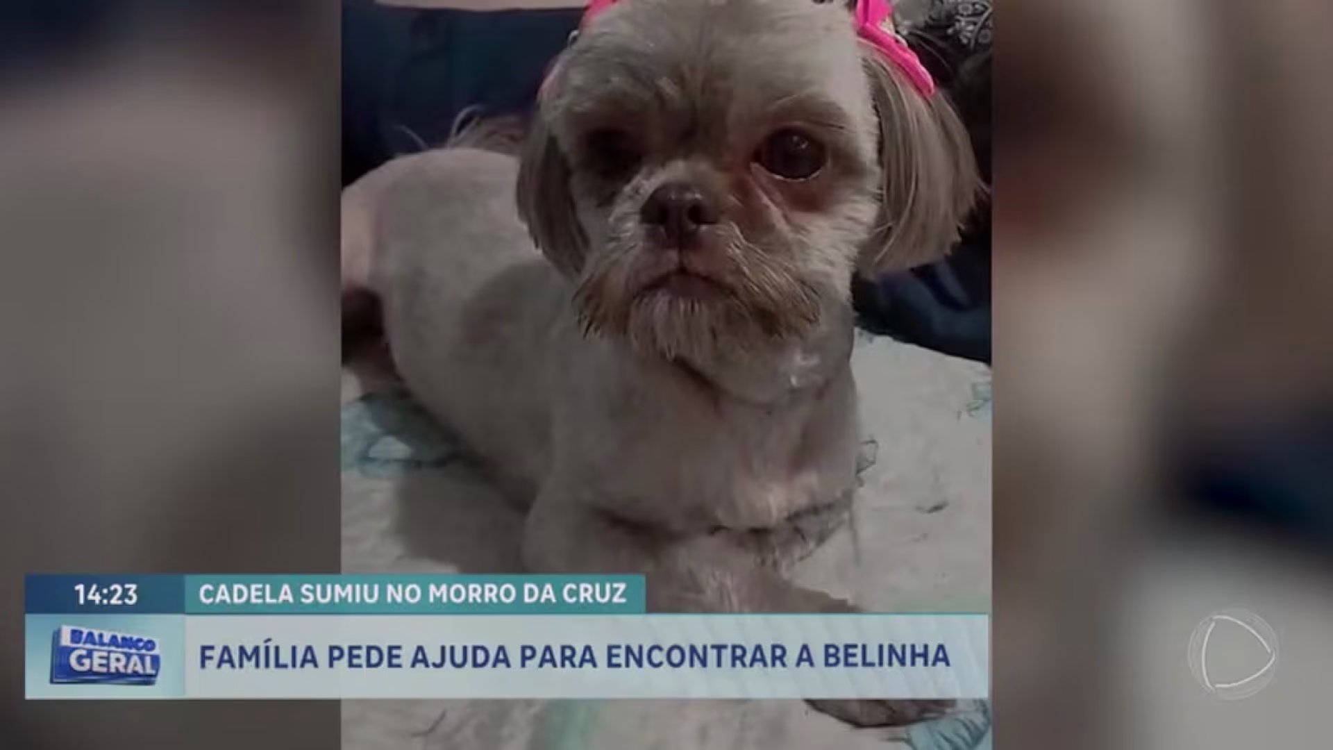 Tutora pede ajuda para encontrar cachorrinha em São Sebastião (DF) – Noticias R7