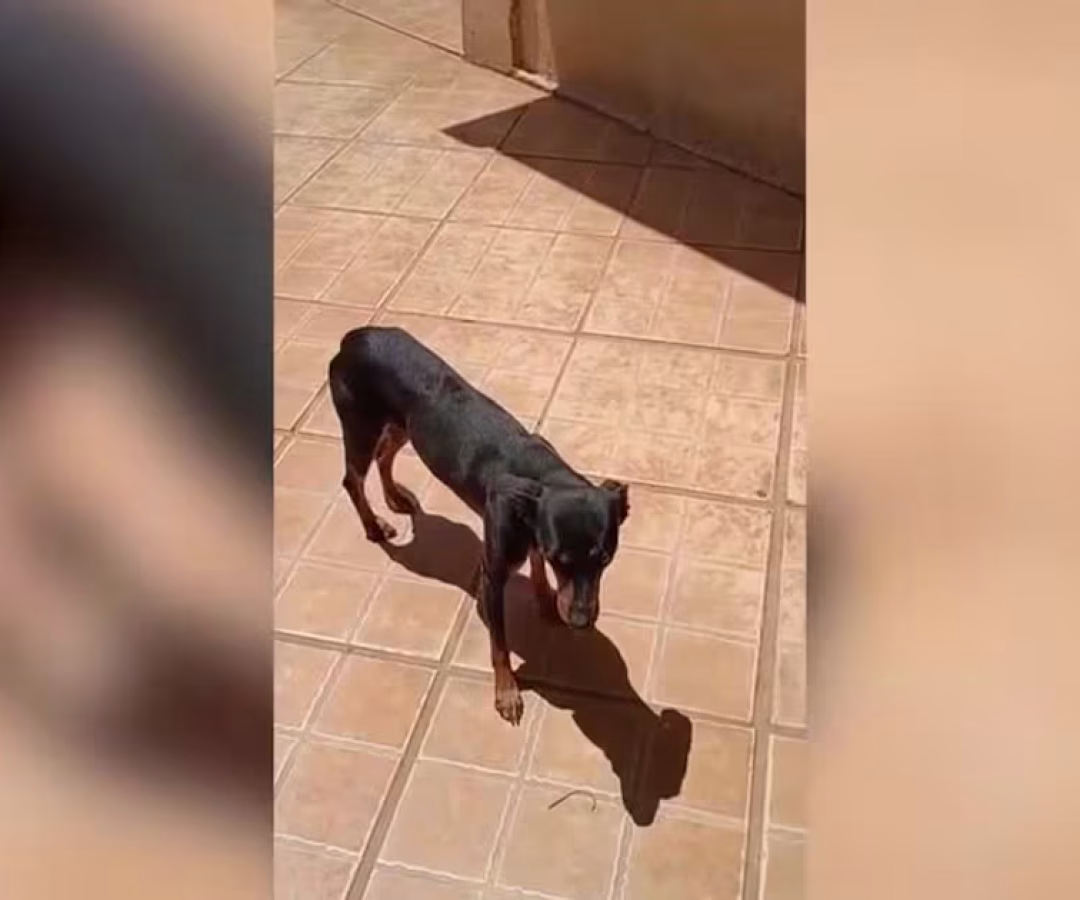 Moradora do Gama (DF) pede ajuda para encontrar cachorrinho desaparecido – Noticias R7