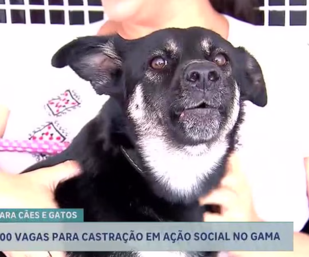 Ação oferece 300 vagas para castração gratuita de cães e gatos no Gama (DF) – Noticias R7