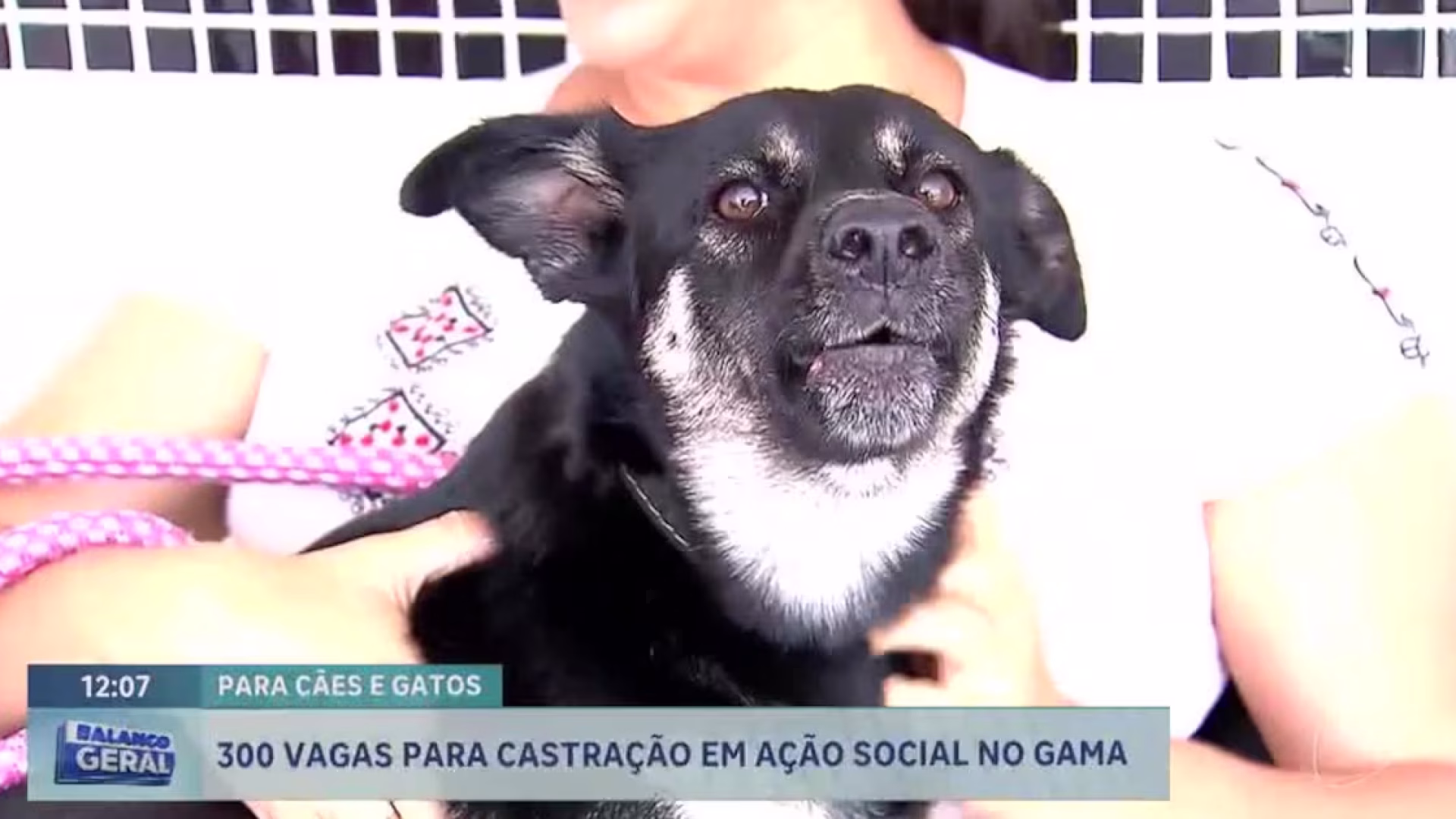 Ação oferece 300 vagas para castração gratuita de cães e gatos no Gama (DF) – Noticias R7