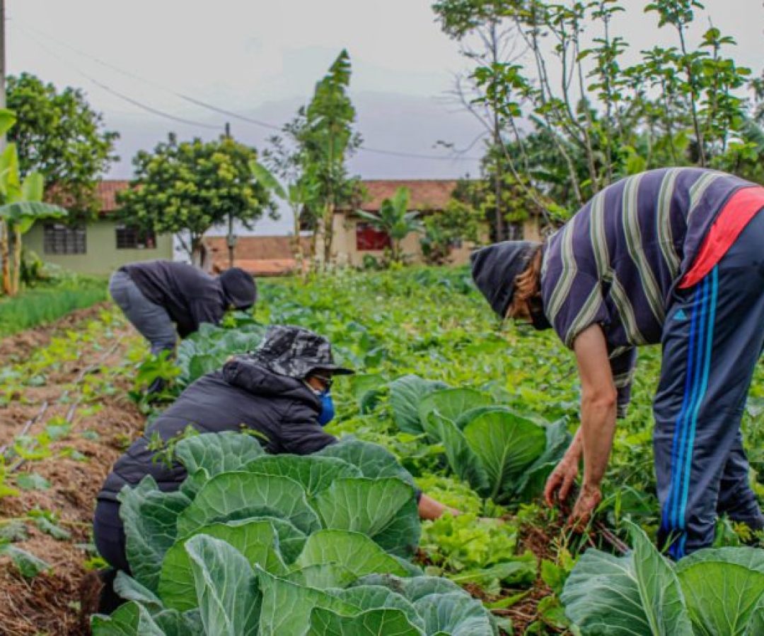 Agropecuária - geral - agricultura familiar -- plantação - plantações - MST - manutenção das hortas comunitárias onde se colhe os alimentos que compõem marmitas distribuídas pelo coletivo “Marmitas da Terra” em praças e ocupações urbanas de Curitiba e Região.