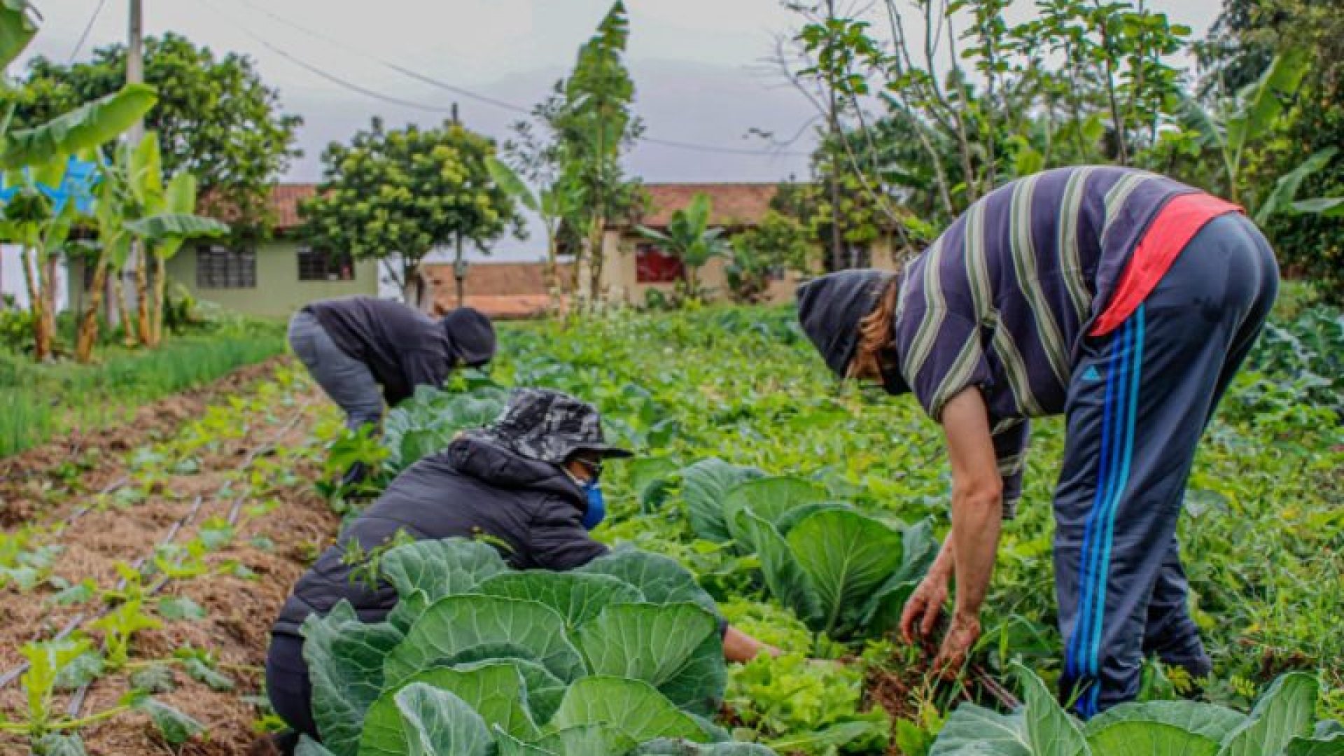 Agropecuária - geral - agricultura familiar -- plantação - plantações - MST - manutenção das hortas comunitárias onde se colhe os alimentos que compõem marmitas distribuídas pelo coletivo “Marmitas da Terra” em praças e ocupações urbanas de Curitiba e Região.