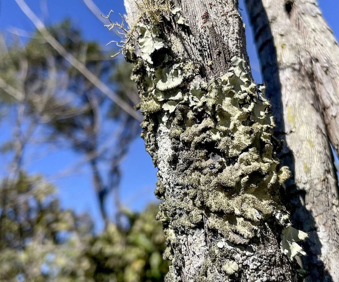 Reserva Ecológica do IBGE no DF passa a ter gestão apoiada pelo ICMBio